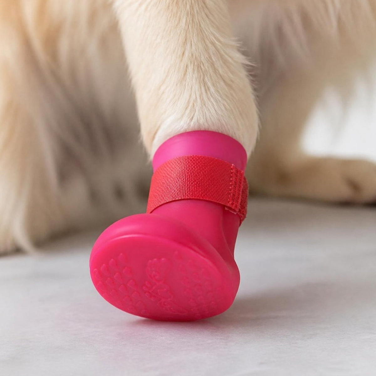 Close da pata do cachorro com a botinha de silicone