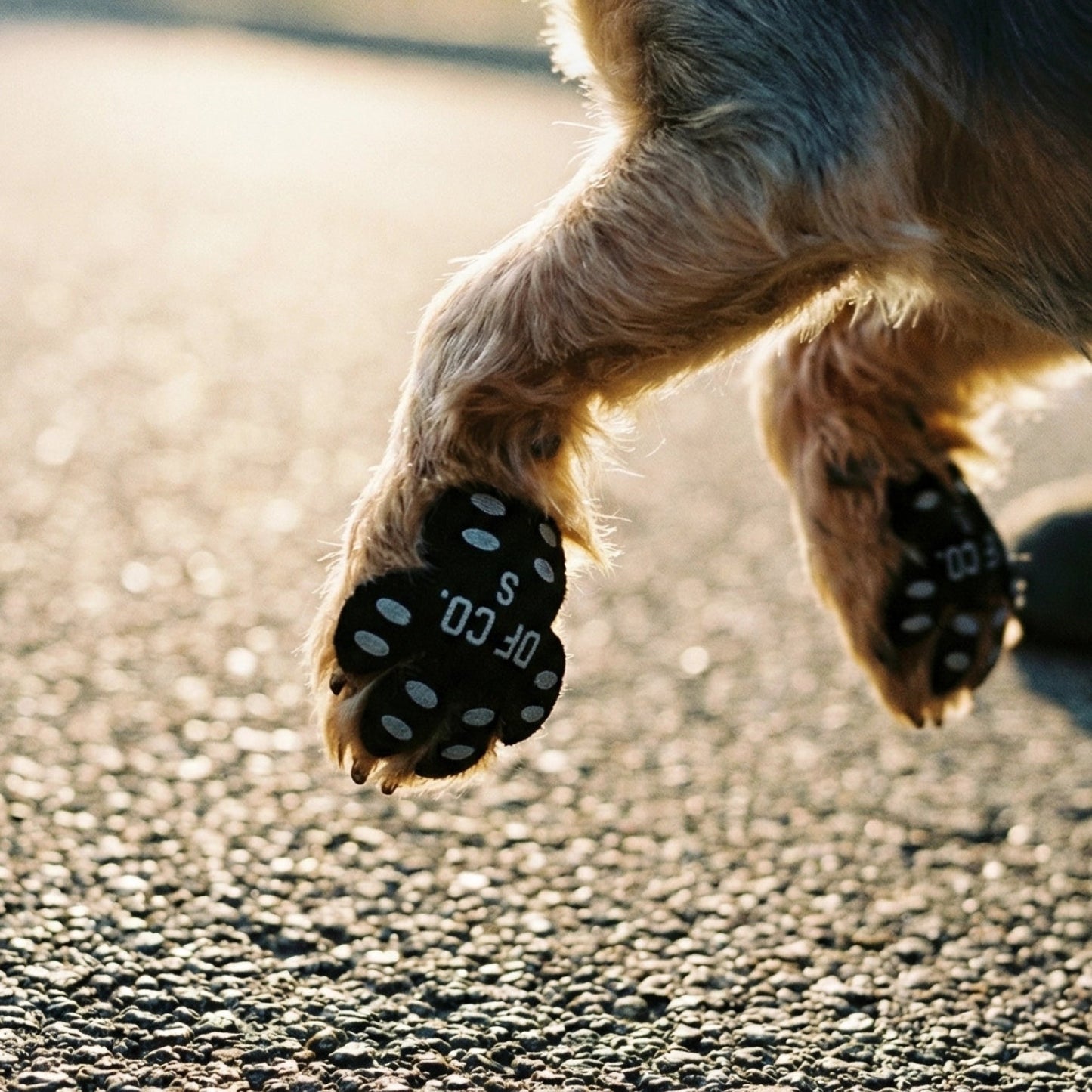 Cachorro andando com os protetores