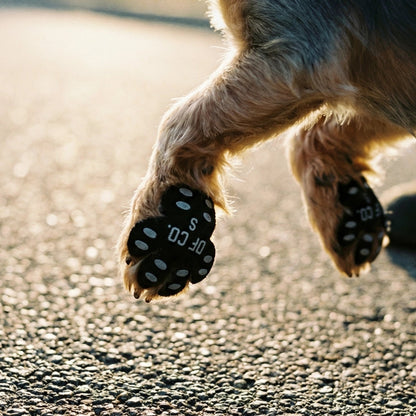 Cachorro andando com os protetores
