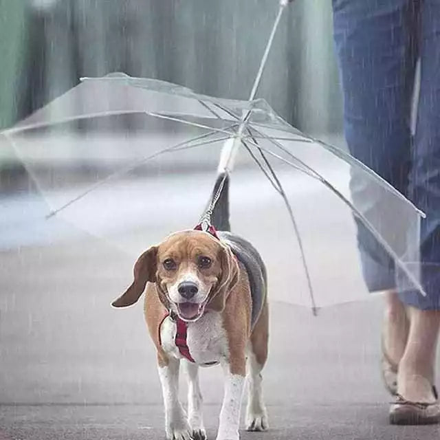 Guarda-Chuva Pet