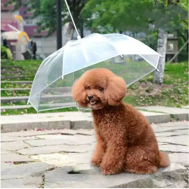 Guarda-Chuva Pet