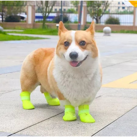 Cachorro com botinhas verdes ao ar livre