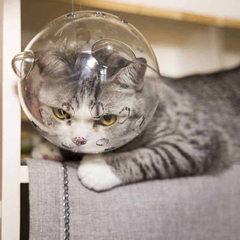 Focinheira Felina Confortável